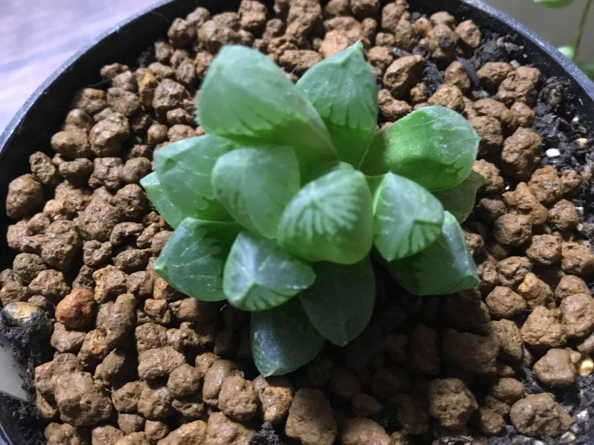 Amazon.co.jp: 多肉植物 ハオルチア クーペリートルンカーター Amazon.co.jp: 多肉植物 ハオルチア クーペリートルンカーター